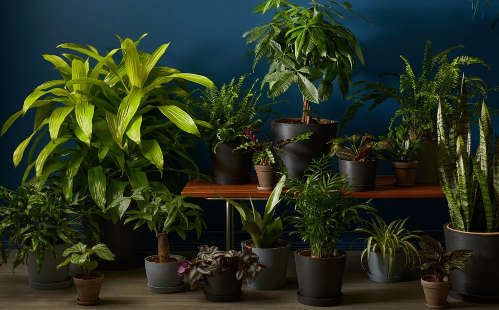 Low-light indoor plants