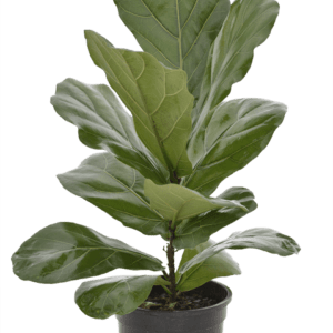 19cm Ficus lyrata