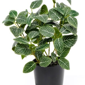 Fittonia Green – Nerve Plant