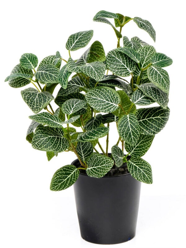 Fittonia Green – Nerve Plant