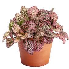 fittonia pink nerve plant