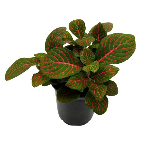 Fittonia Red- Nerve Plant