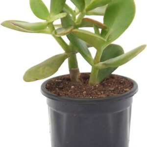 Jade Money Plant