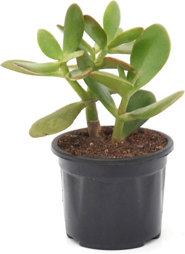 Jade Money Plant