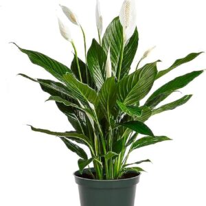 Peace lily plant