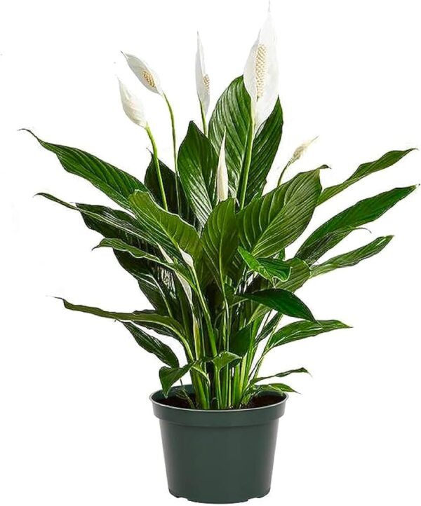 Peace lily plant