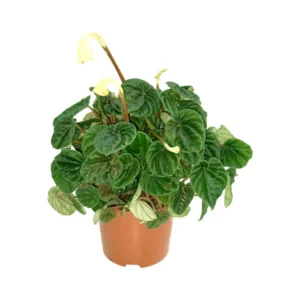 Peperomia Caperata Green