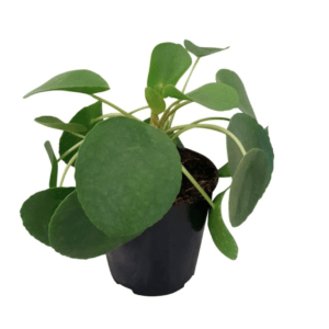 Chinese Money Plant – Pilea Peperomiodes (Small)