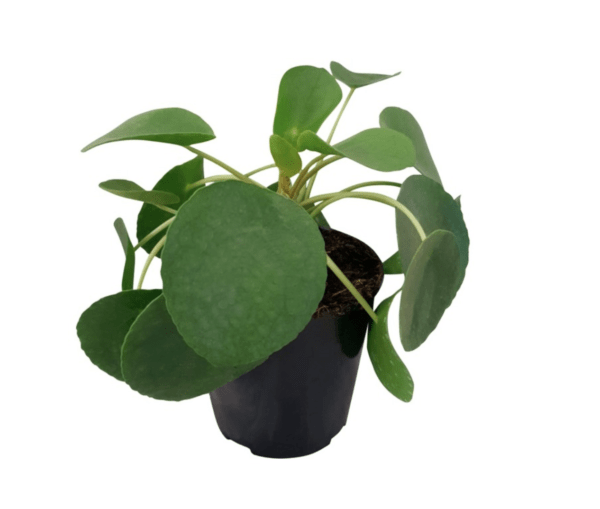 Chinese Money Plant – Pilea Peperomiodes (Small)