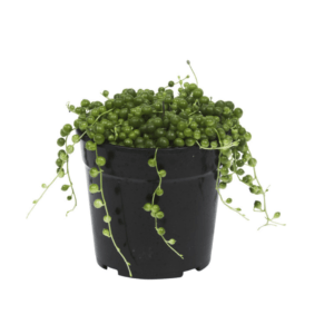 String of Pearls Plant