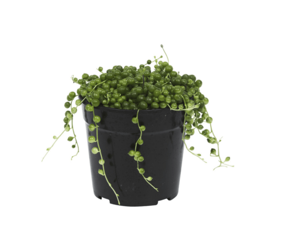 String of Pearls Plant