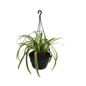 Spider Plant