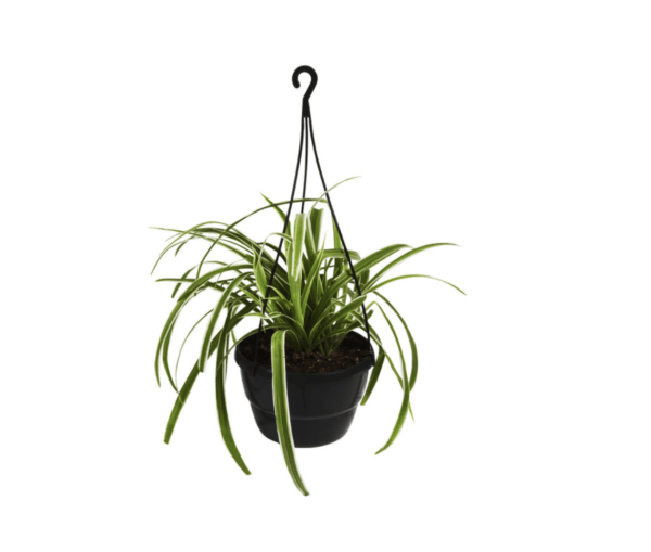 Spider Plant