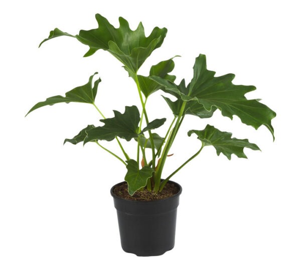 LVG Philodendron Selloum Plant 150 mm - Image 2