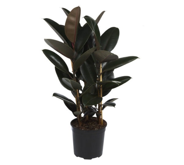 LVG Ficus Abidjan Plant 240 mm