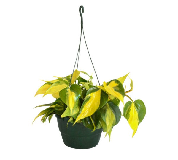 LVG Philodendron Scandens Mica 140 mm