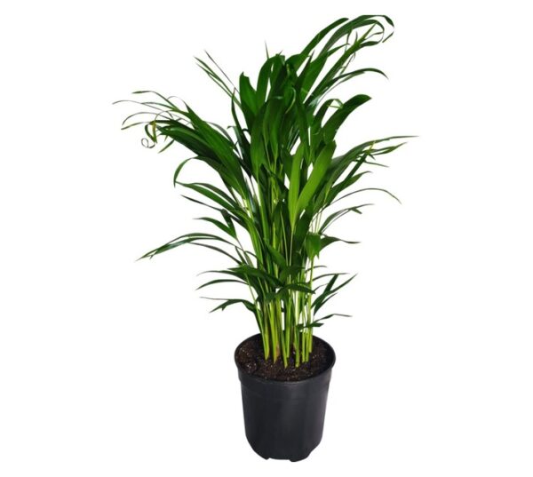 Plantimex Areca Bamboo Potted Plant 165 mm