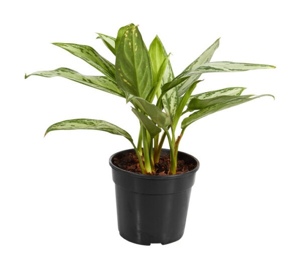 Plantimex Aglaonema Silver Queen Pot 150 mm