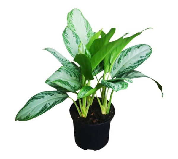 Airely Farms Assorted Aglaonema Potted Plant 250 mm