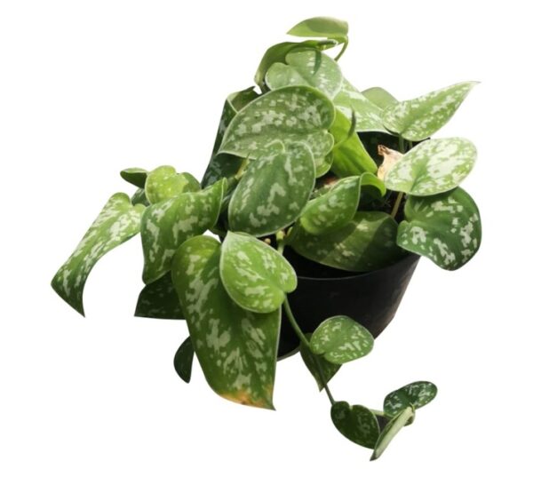 Airely Farms Scindapsus Potted Plant Assorted 150 mm - Image 2