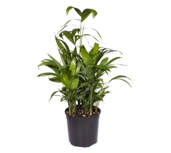 Plantimex PELA18M Chrysalidocarpus Pot 230 mm