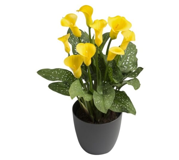 Hadeco Golden Crown Zantedeschia Yellow