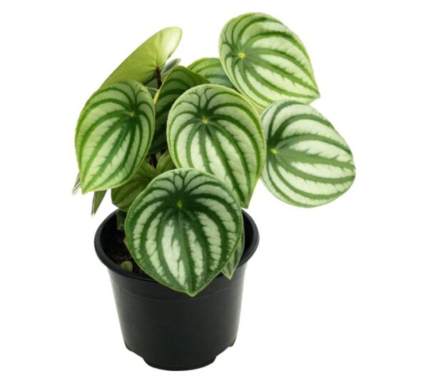 LVG Peperomia Argyreia Plant 140 mm