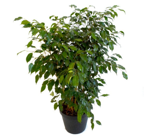 Plantimex 54236 Ficus Benjamina Bush Pot 200 mm