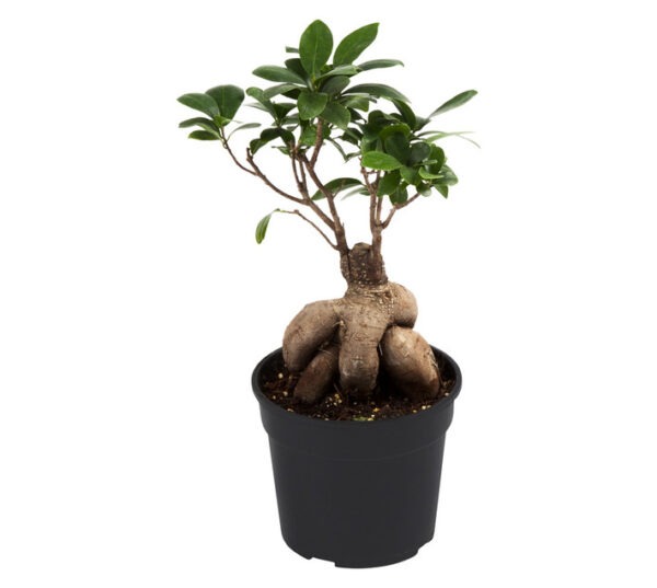 LVG Ficus Ginseng Potted Plant Black 140 mm