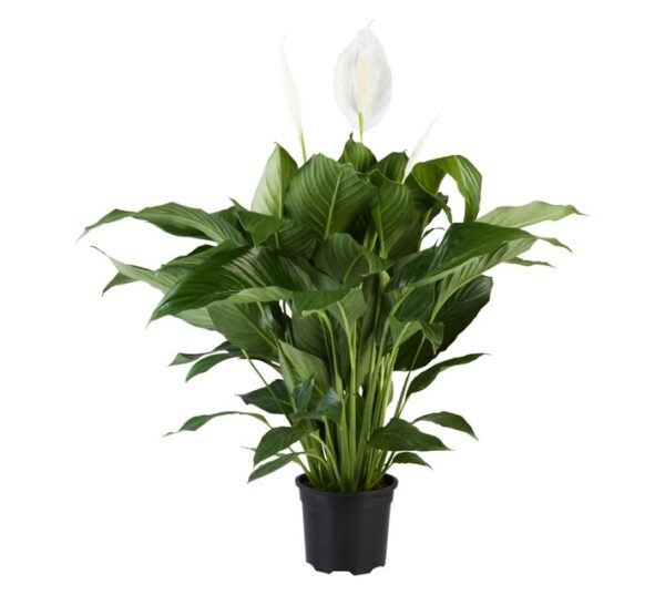 Plantimex Spathiphyllum Patio Spath Potted Plant 165 mm