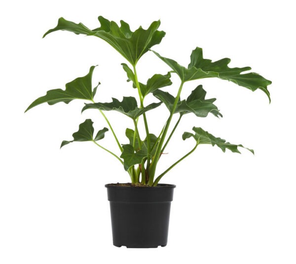 LVG Philodendron Selloum Plant 150 mm