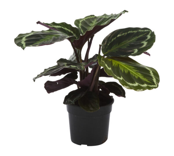 LVG Calathea Medallion Plant 140 mm