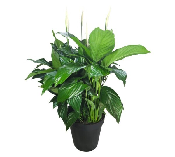 LVG 2 x Spathiphyllum Plants 300 mm