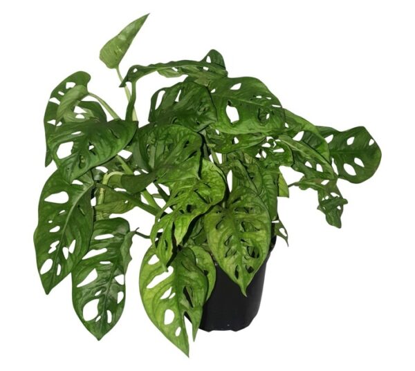 LVG Monstera Adonsii Plant 165 mm