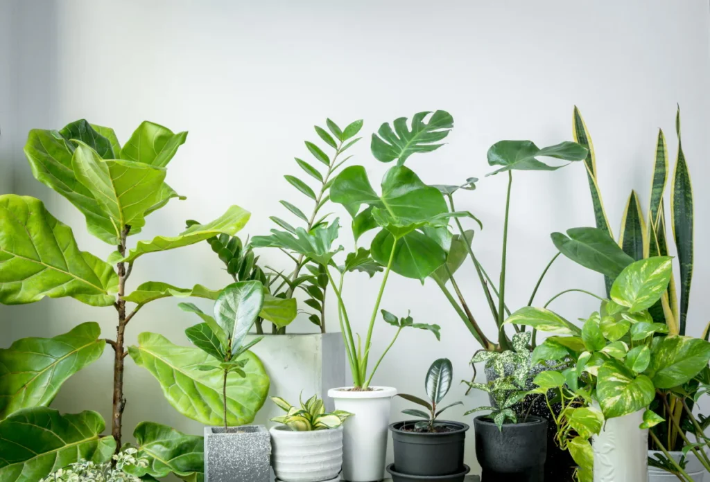 Air-Purifying Houseplants